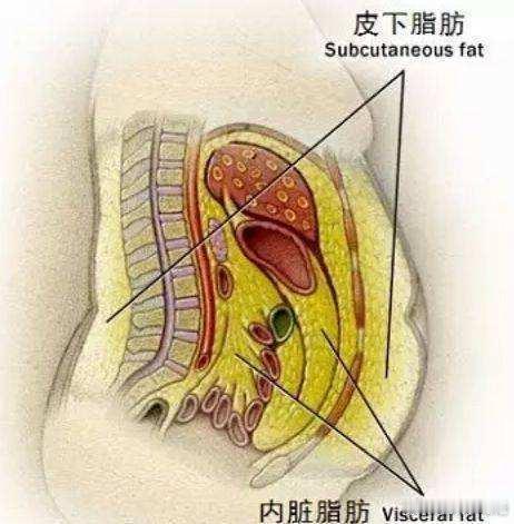 #研究发现内脏脂肪越多大脑越小##健闻登顶计划# 脂肪长那最可怕？——内脏内脏脂