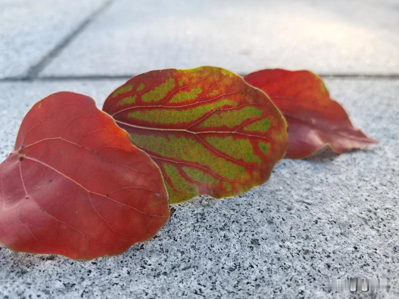 分享树叶的美这几片树叶的颜色美醉了！