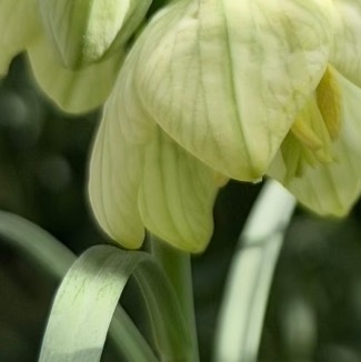 0000浙贝母种植一、时间：浙贝母通常采用鳞茎繁殖的方式进行栽种，建议选在9月下