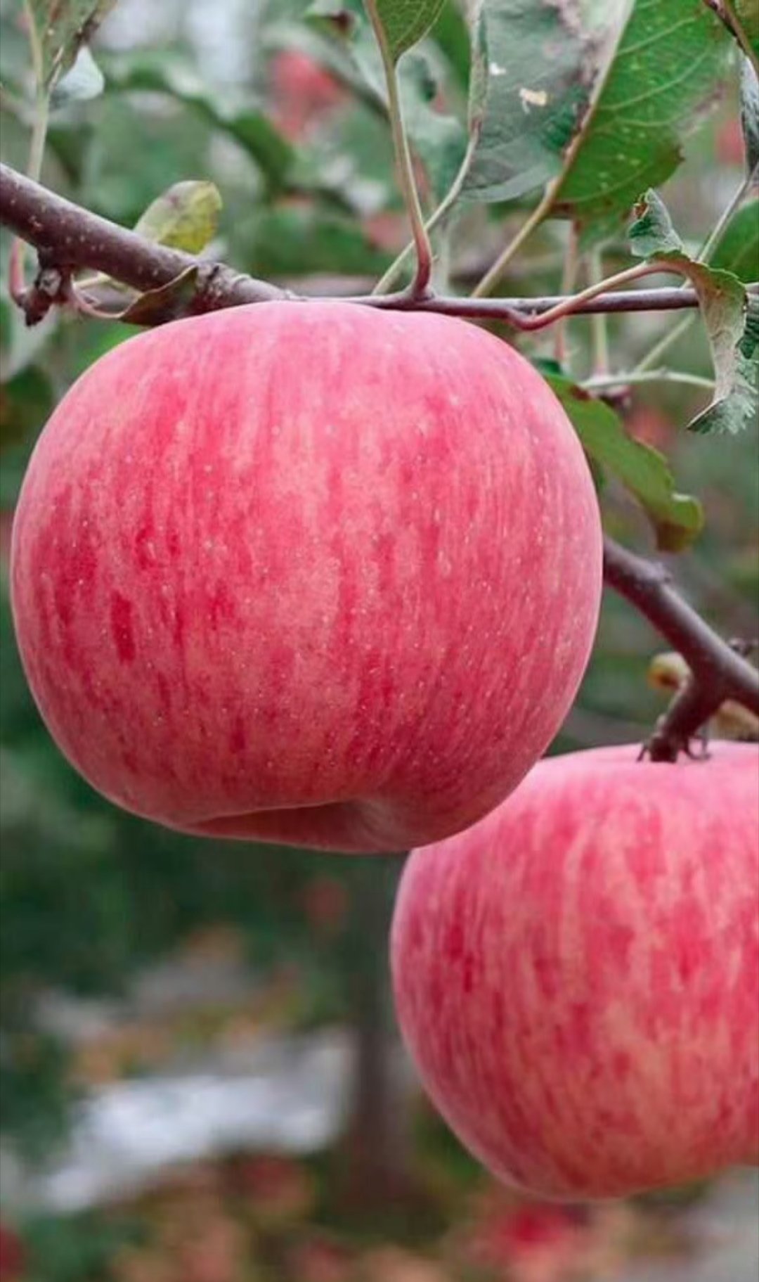 山东网友为苹果汁发起甜蜜冲击这届网友在帮超市选顶流山东人把苹果汁投到全国第8，山