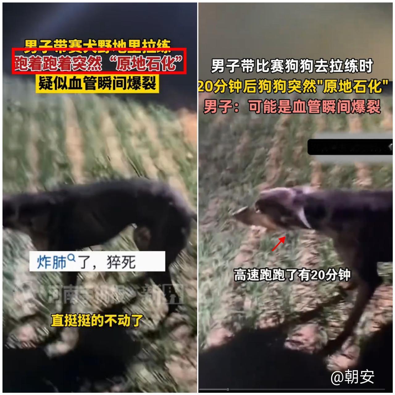 这事儿看得人后背发凉！

河北男子带赛犬拉练20分钟，狗子竟当场
“原地石化”，