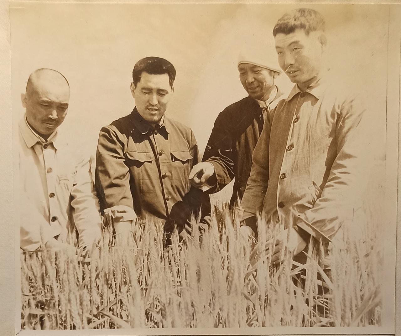这张照片约拍摄于1980年，拍摄地点在鸡泽县小寨镇村村东麦田，左一为小寨镇村村干