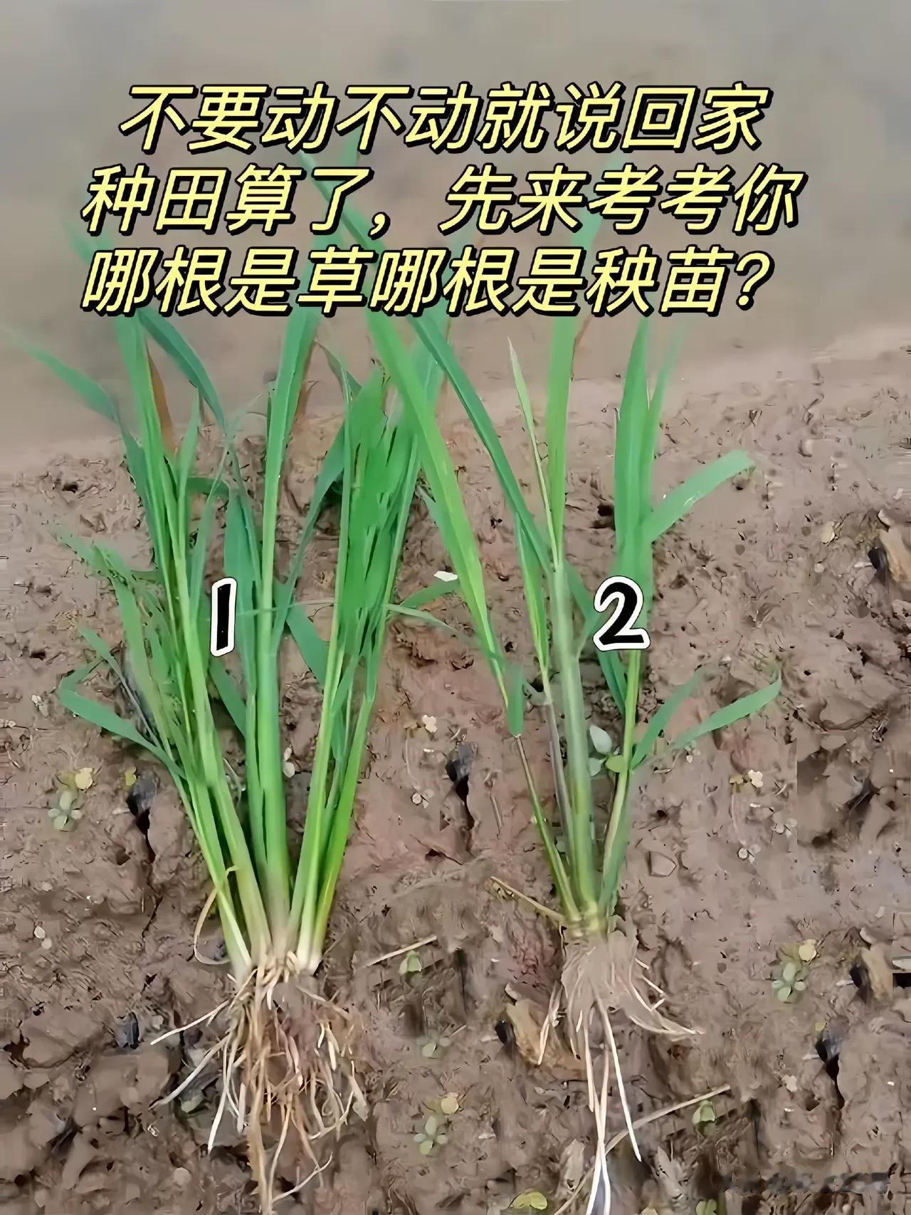 这几天老是流行这两株植物，到底是什么呢？你们有谁认识？应该80%以上的人都不认识