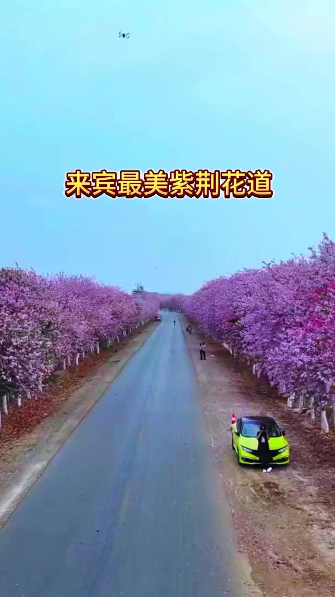 春天来了，来宾的紫荆花道也迎来了最美花期。粉紫色的花瀑沿着道路蔓延，风一吹，花瓣