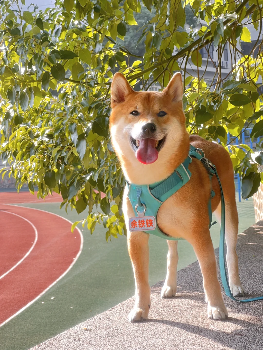 只有养柴人懂这张合影的含金量😄