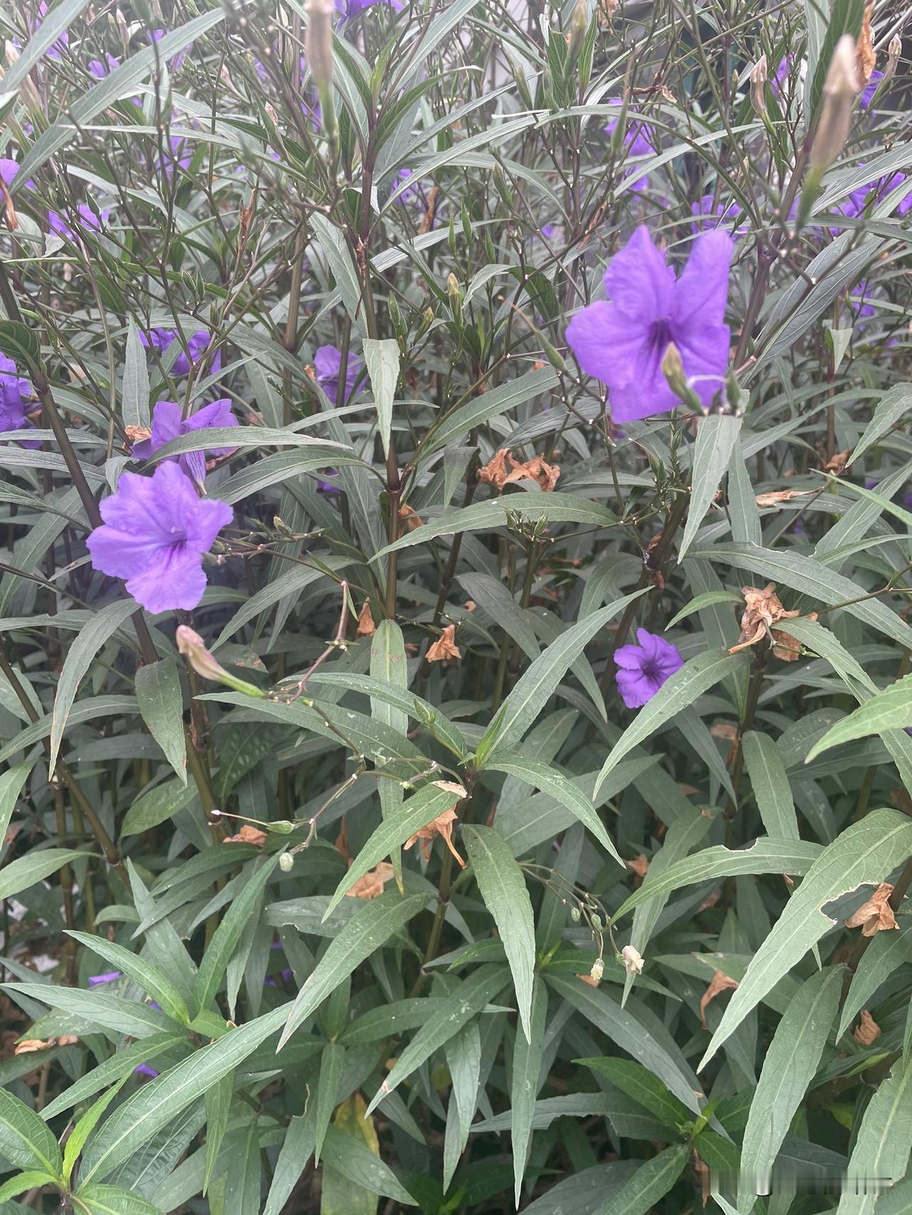 这阿姨再婚的真不够明智！一阿姨，50多岁，两个儿子都已经成年了，又找了一个同样5