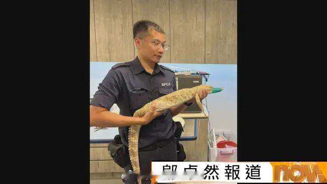 「九龍深水埗民居驚現1.5米長鳄鱼 專家相信可生長至5米..」【Now新聞台】九