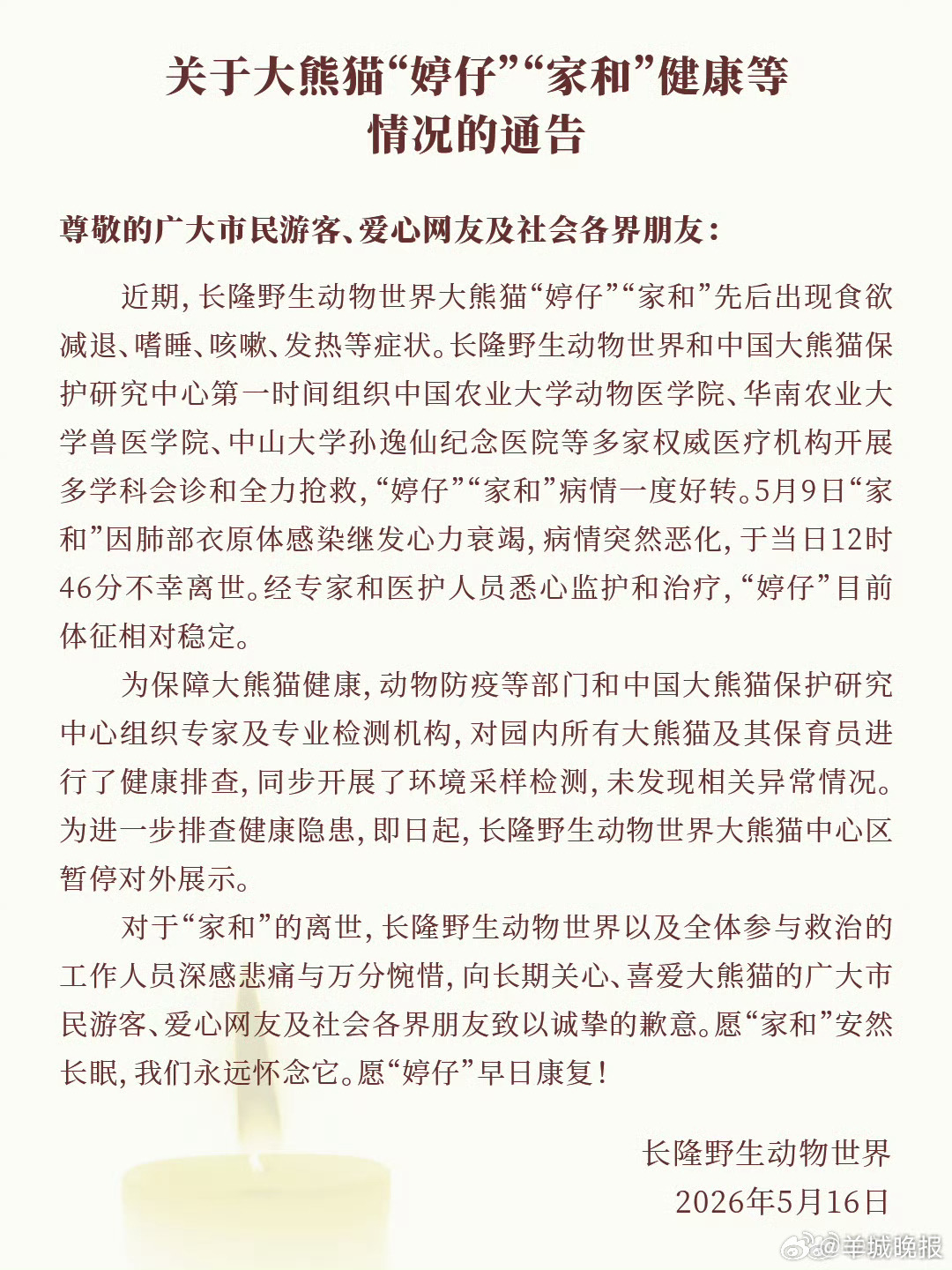 #长隆通报熊猫健康情况##大熊猫家和婷仔最新情况# 【关于大熊猫“婷仔”“家和”