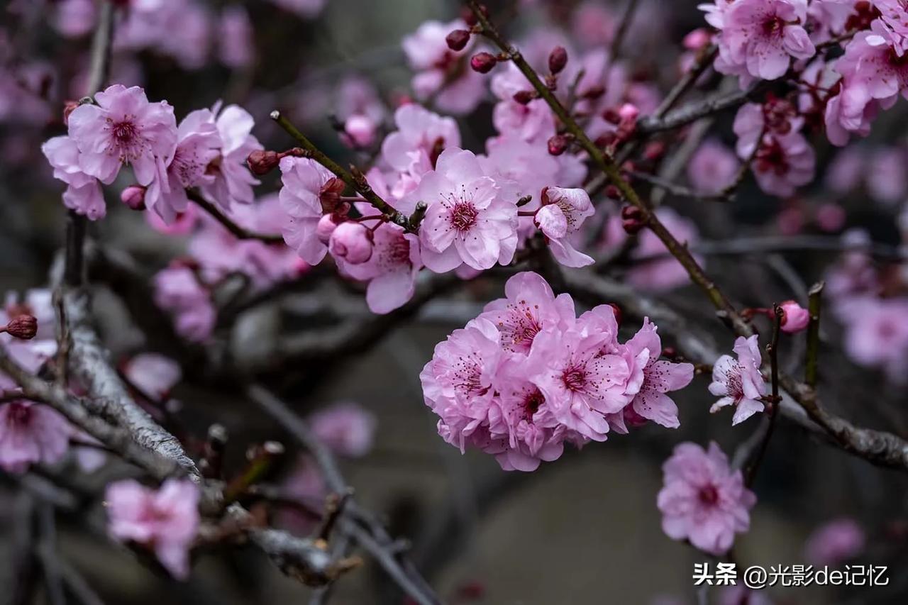 南方的梅花真的是比北方的要大不少，京城的梅花在光秃秃的枝干上显得那么的娇小，一朵