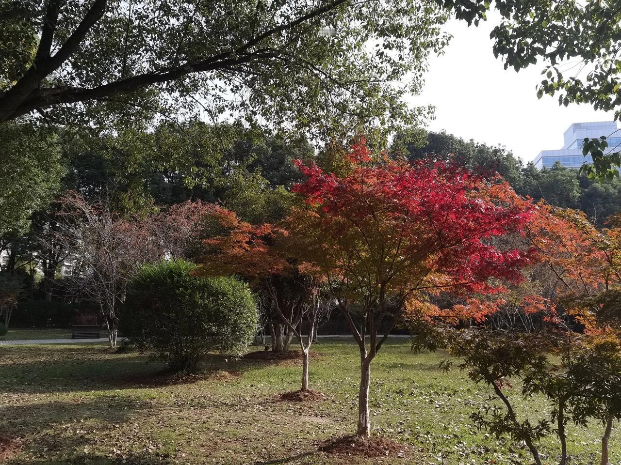 公园的枫叶红了，与绿色的树叶相印成辉。红的更红了，绿的更绿了。