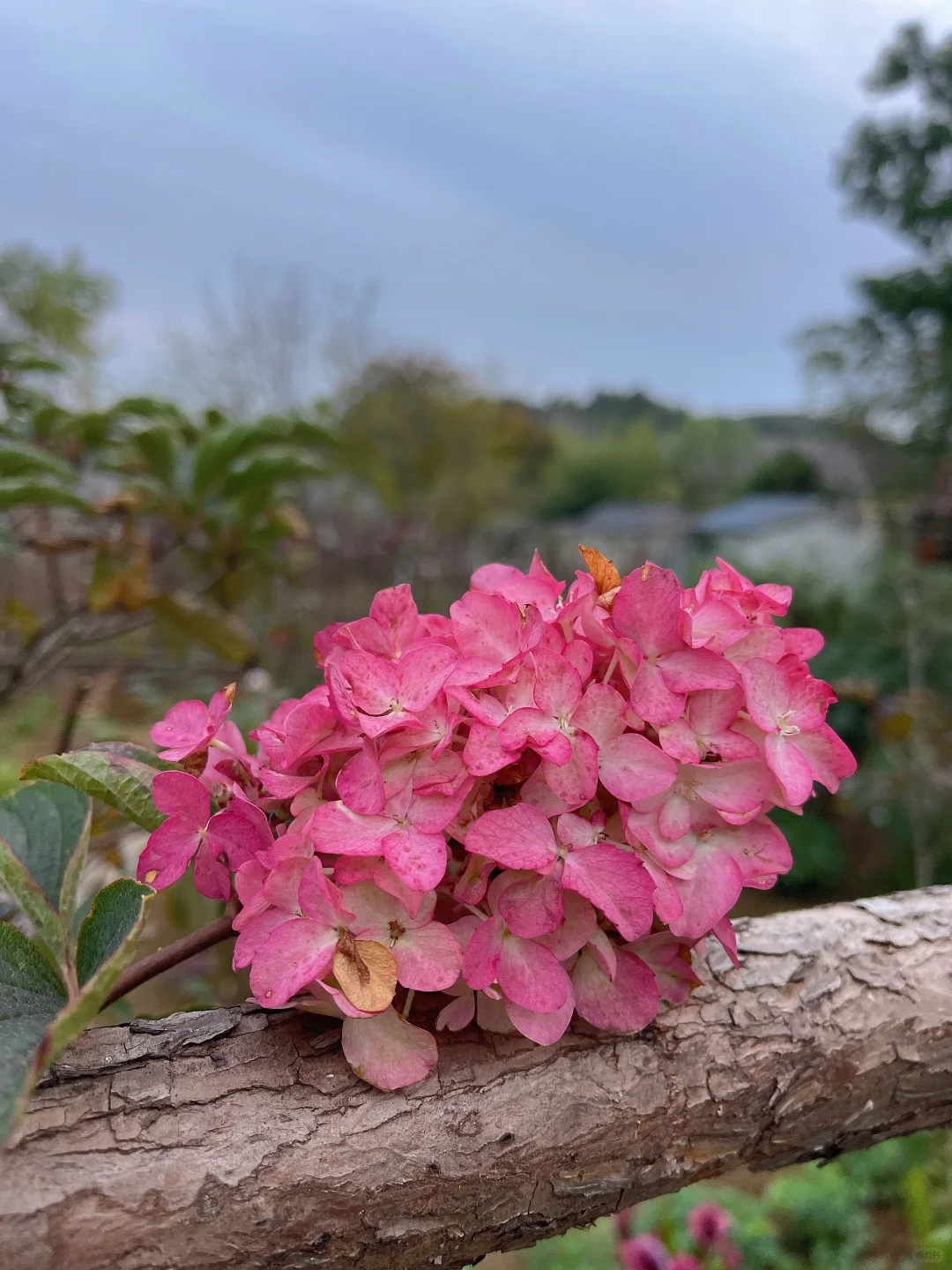 香草草莓（圆锥绣球）