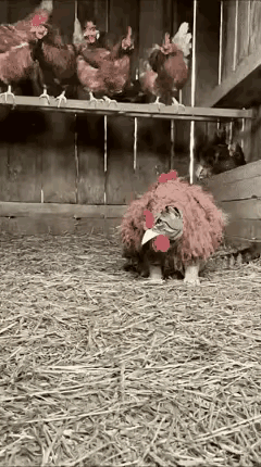 这年头对付偷鸡的，还得是主人这招绝，简直太聪明了！
 
        农户家里