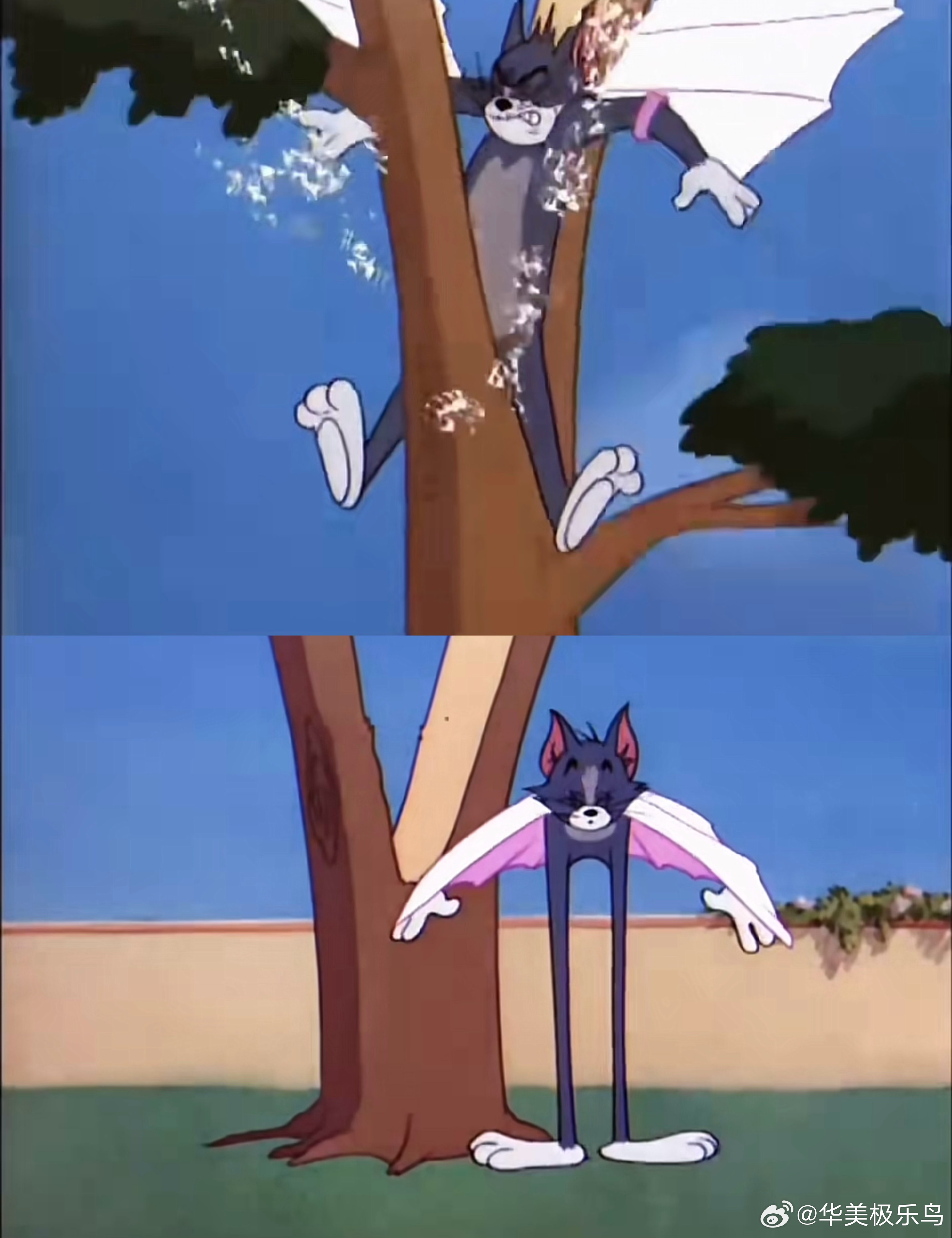 这是被汤姆锯过的树吗！ 