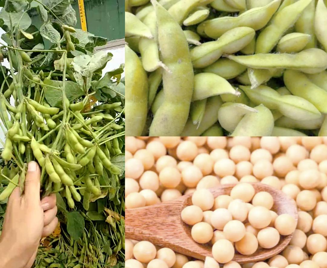 美国大豆对华销量暴跌，特朗普乱加关税砸了豆农的饭碗

最新海关数据显示，中国大豆