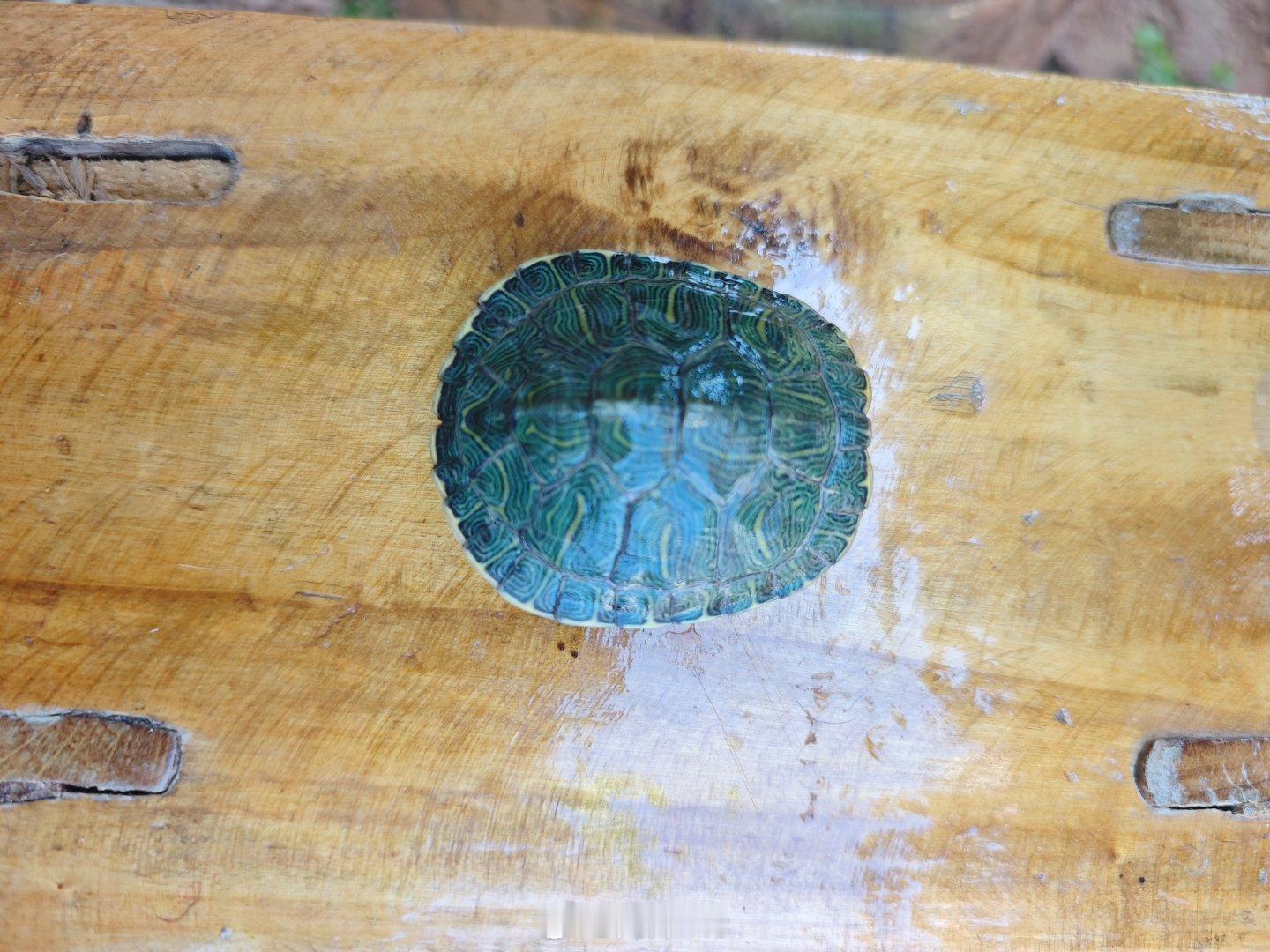 【陕西泾阳一工程毁麦施工当地回应：青苗补偿款已发放 】近日，有网友报料，陕西省咸