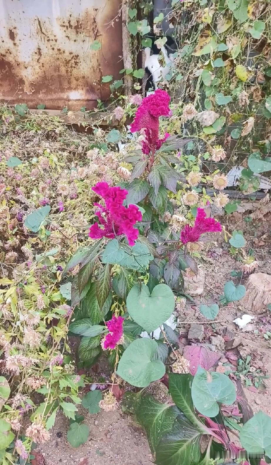 看似杂乱无章，但却呈现出一种不一样的美，这是我们小区的一个角落，每次来到这里的时