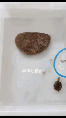 这个主人真坏，一个累死，一个吓死