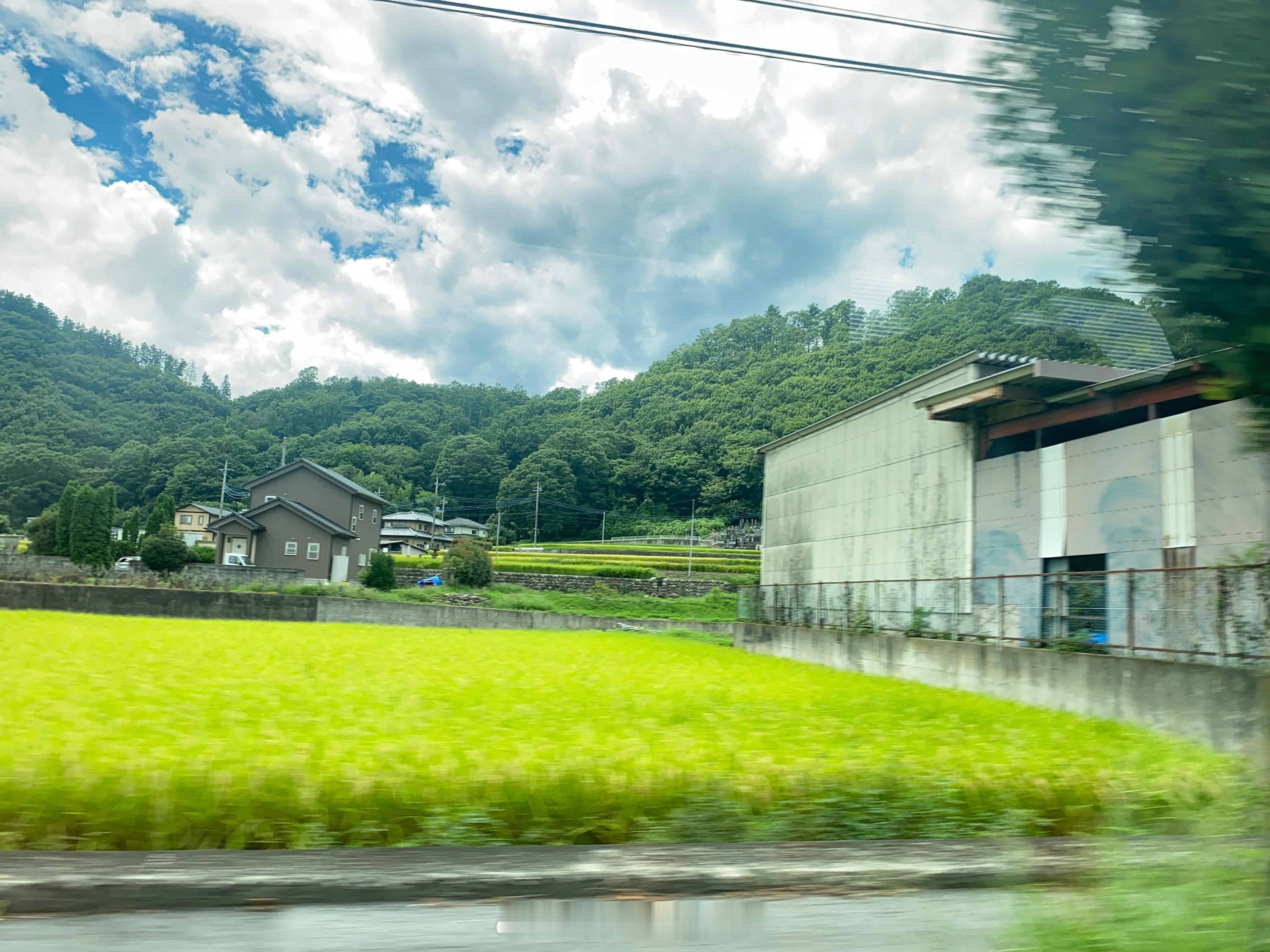 去了几个超市没米卖是真的但沿路麦子也快熟了#日本# ​​​