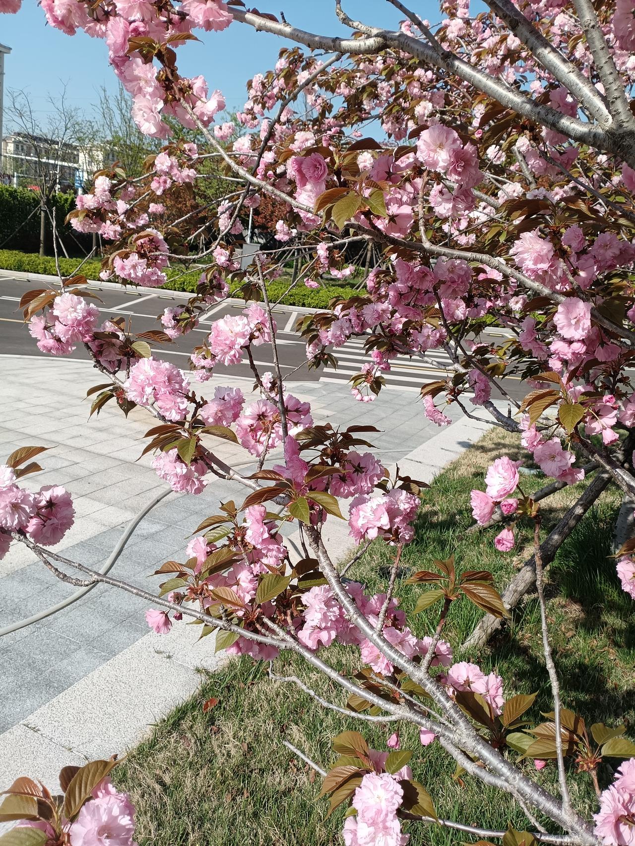 风过枝桠，粉樱如云霞漫开，层层叠叠的花瓣缀满枝头，在晴日里漾着春日的温柔。