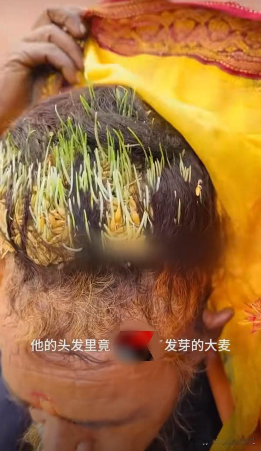 印度苦行僧在头上种小麦

印度的一位苦行僧（Sadhu），名叫Amarjeet 