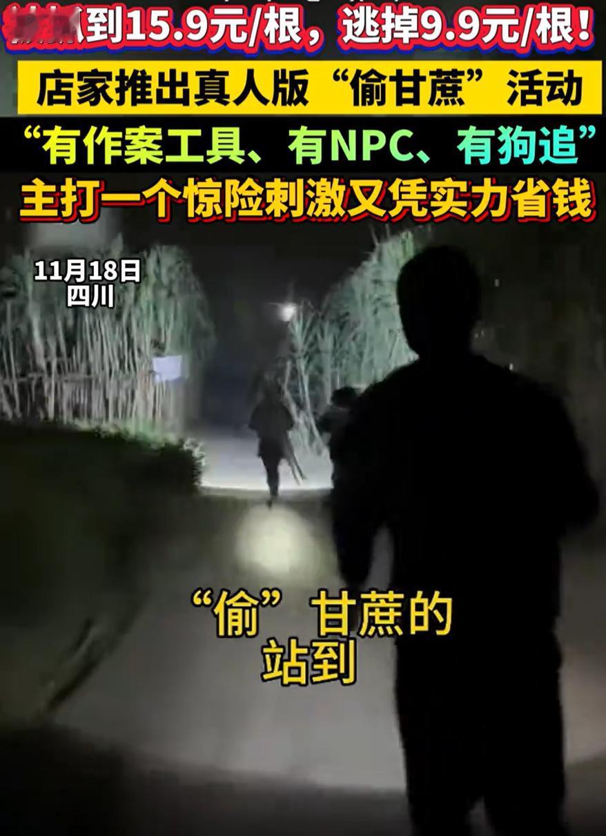 太有才了！四川，一女子突发奇想，在甘蔗地里推出了一个真人版9.9元自助“偷甘蔗”