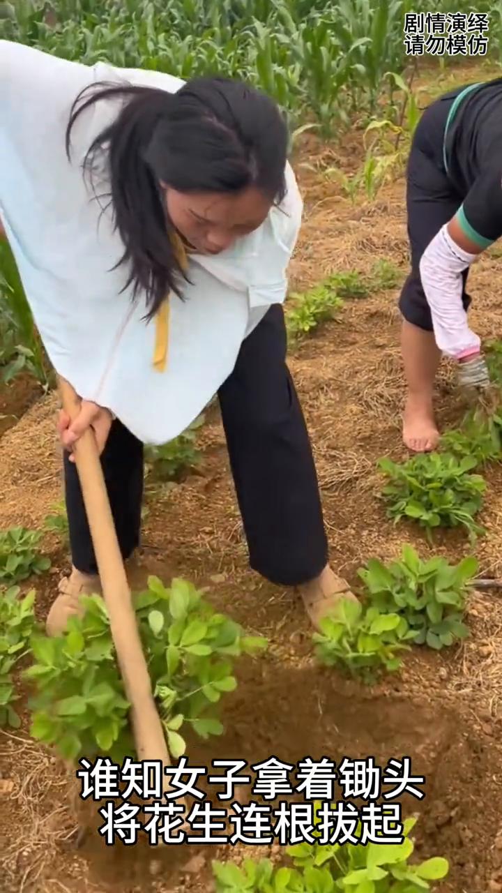 女子给花生施肥连根拔起。
亲戚家在给花生施肥，只见女子过来帮忙干活，谁知女子拿着