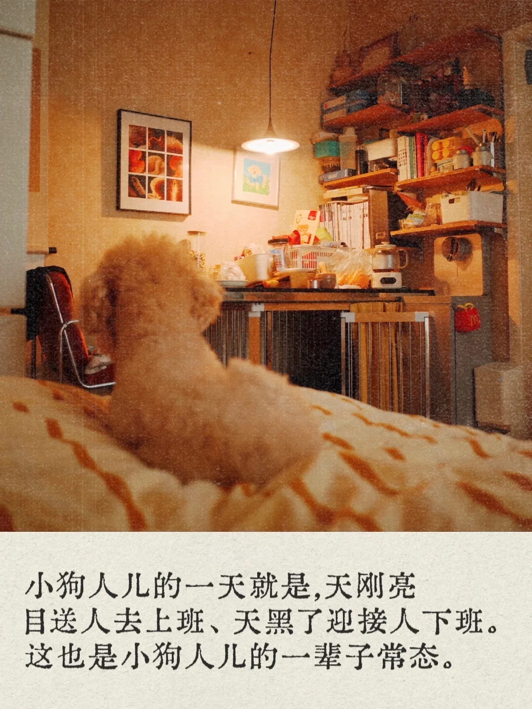 如果你也有一只小狗人儿，你会懂的…♥︎  ·͜·♡
