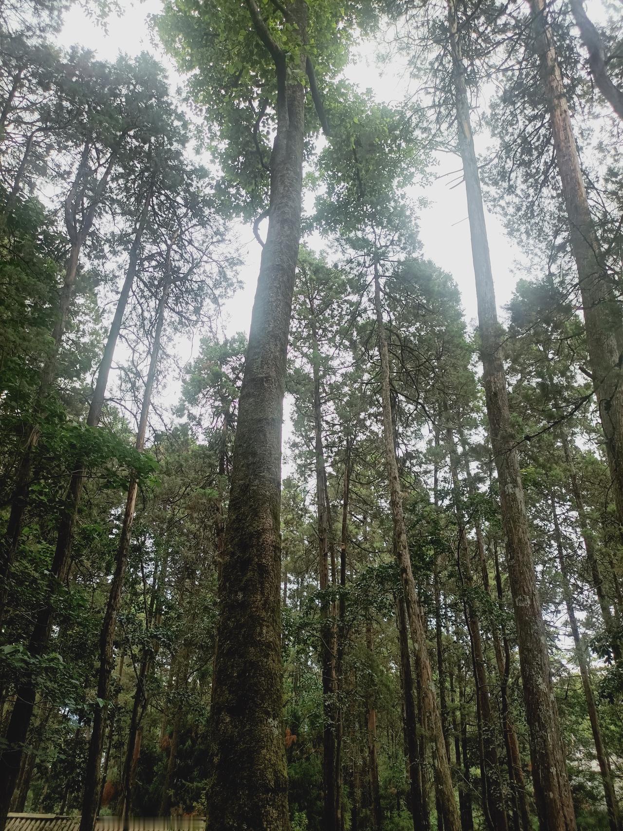 今日苍山