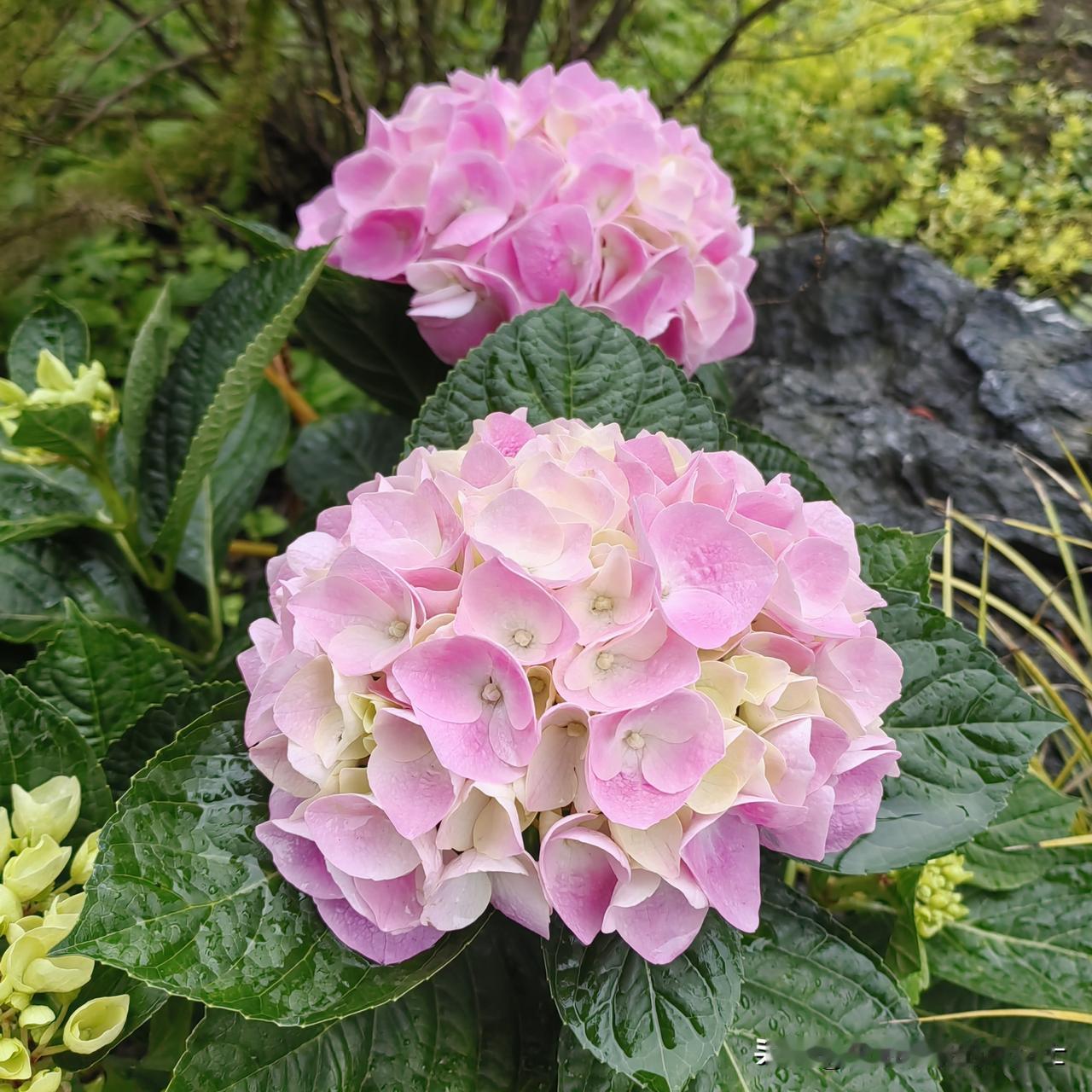 因为下雨，今天和妹妹一起爬山的计划落空了。

早上9点和妹妹开车从成都出发，原计