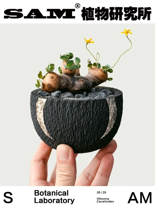 格加厚敦菊｜Othonna Cacalioides