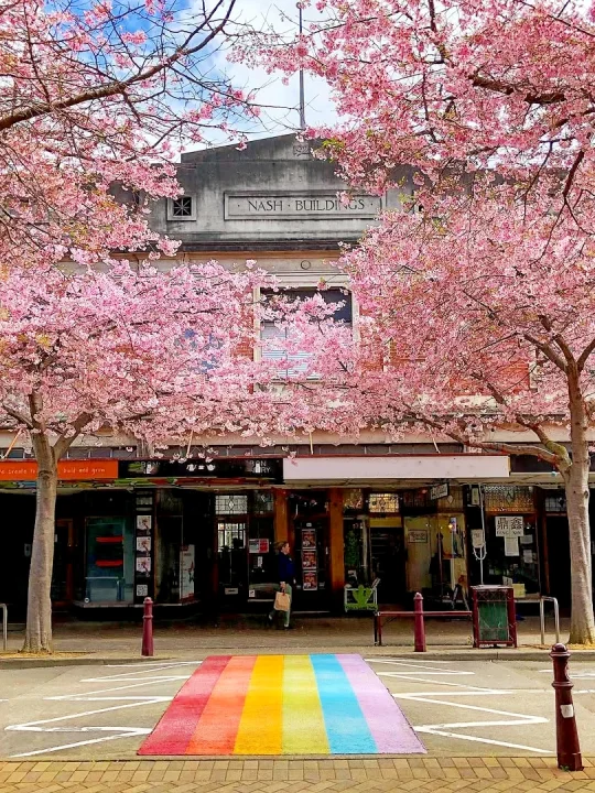 新西兰北岛✨16个0热度赏樱地✅本地人私藏