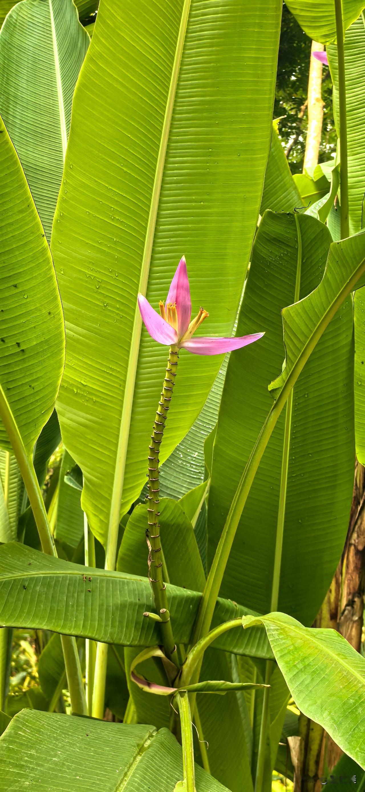 今天拍的花您要是不点赞，不是花不美丽，是我的技术要加倍努力啊[偷笑]