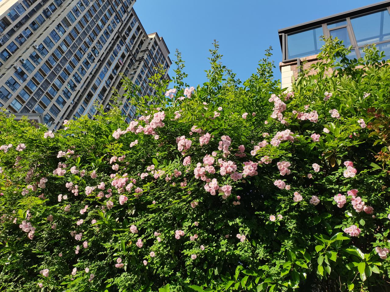 昨天给小老板吃了一颗糖，
他好像发现了新大陆，
兴奋说，买买买。

今天我在厨房