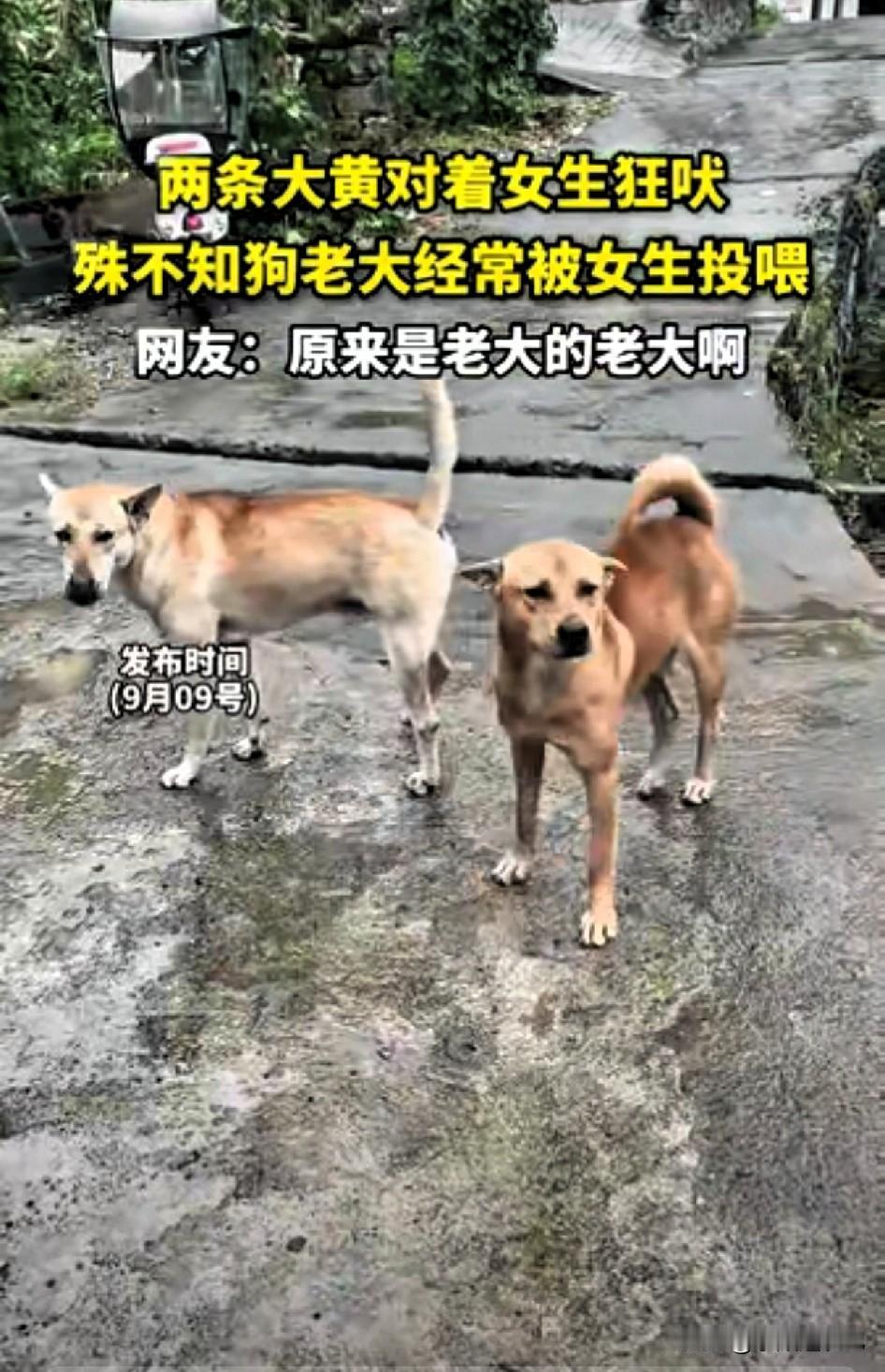 画面特别搞笑！两条大黄狗对着一个女生疯狂吠叫，气势汹汹，一副要把人赶走的架势。