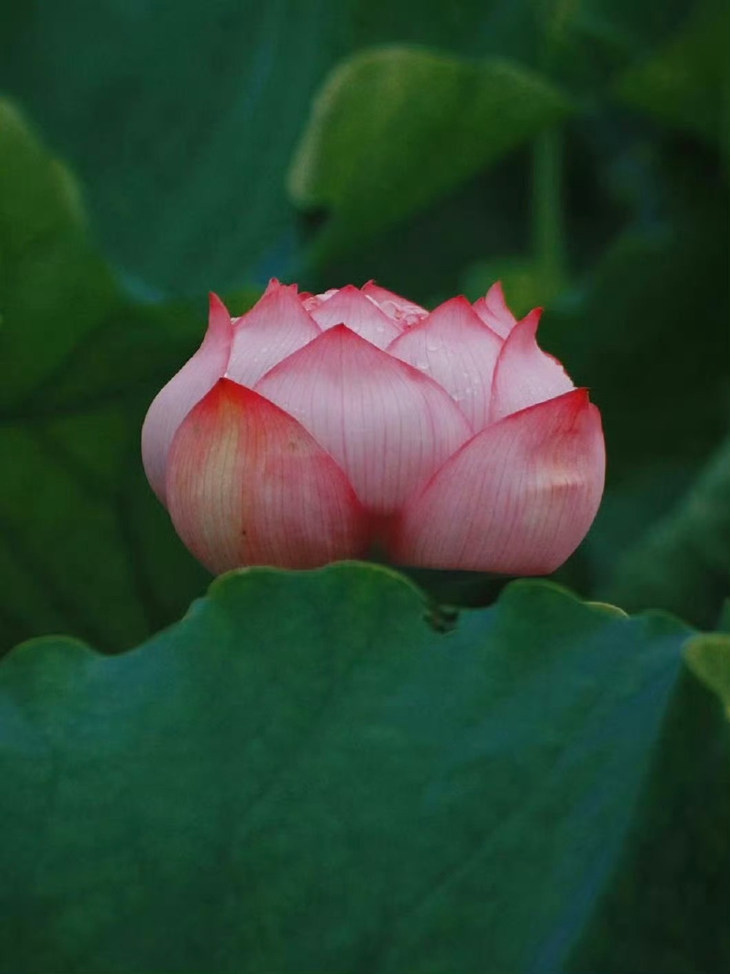 好运莲莲 