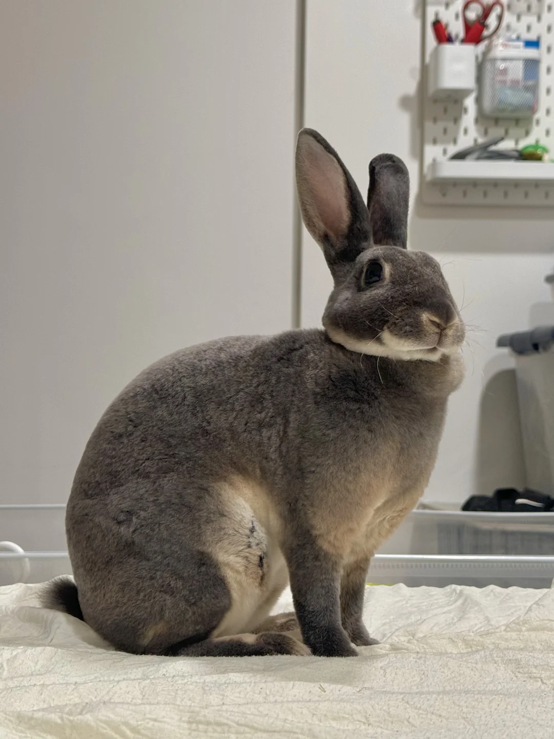 🐰标准小兔