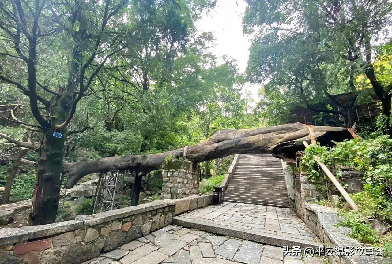 泰山 程知节 槐树
峥嵘铁骨横空

青苔石阶山上，
老树横干成桥，
夏蝉低鸣绿荫