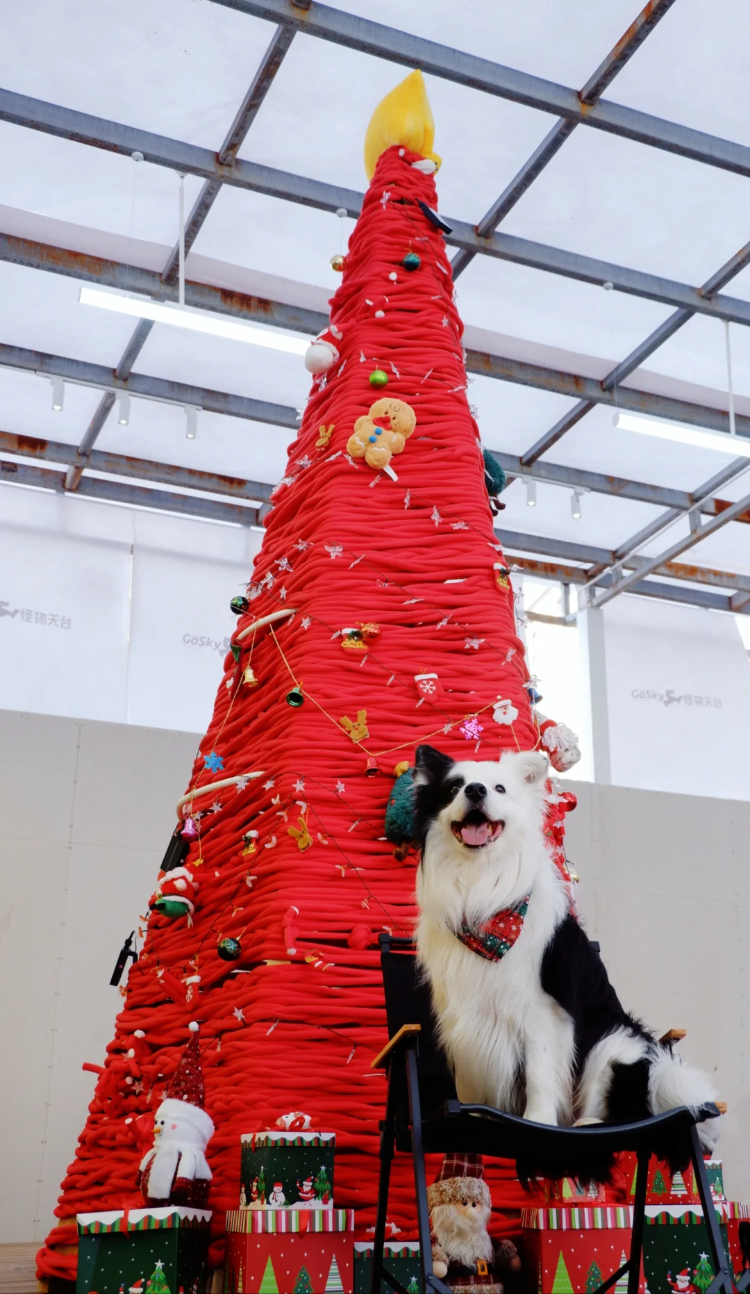 昆明 小狗圣诞节party 🎄