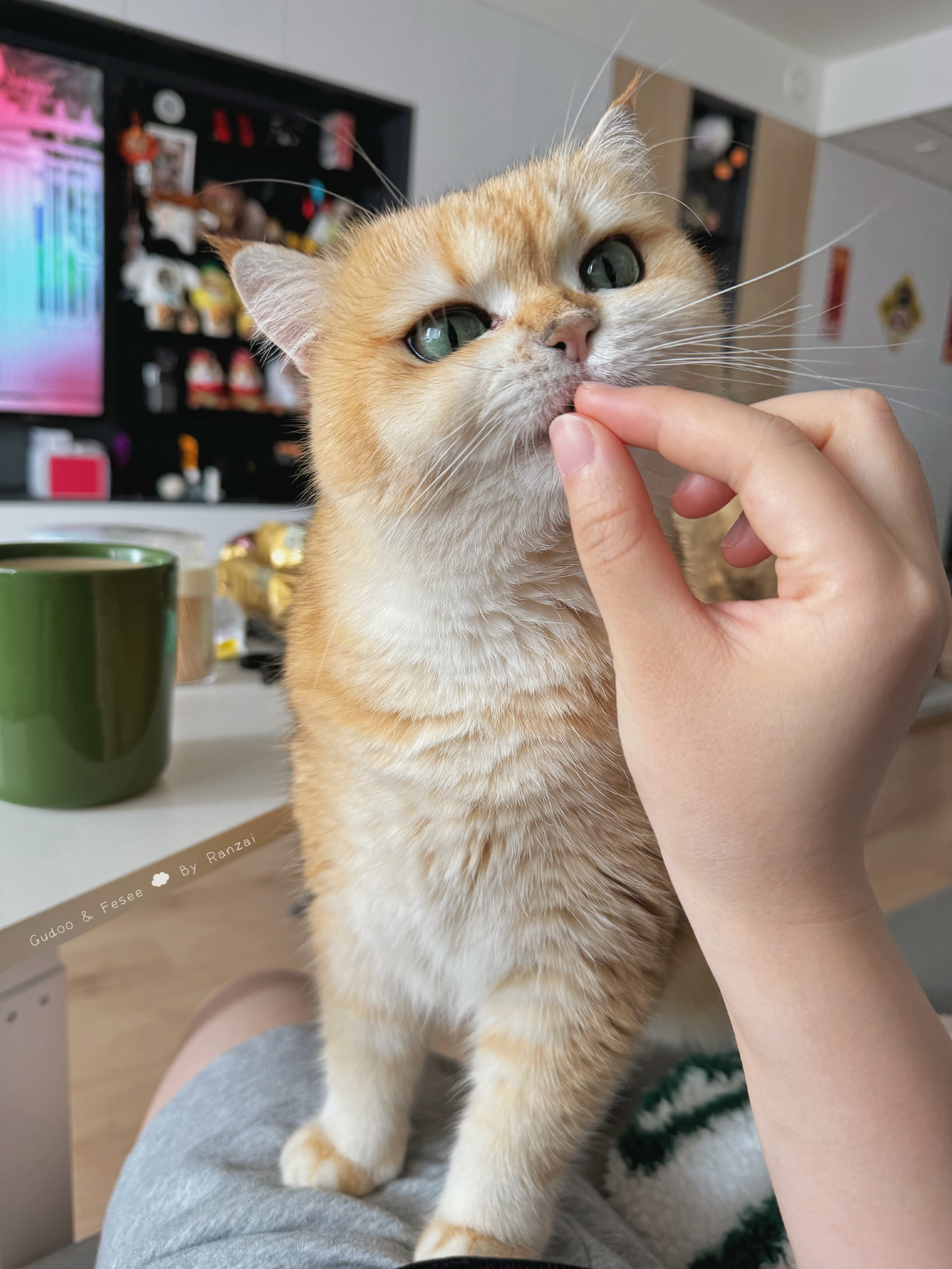 猪猪母女，爱吃的东西都是热量巨高的[揣手]#喵趣横生# ​​​