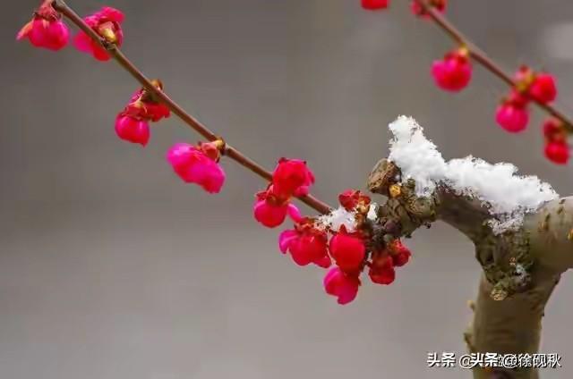 上联:梅花落尽东风暖，邀君赐下联疏影横斜水清浅。
