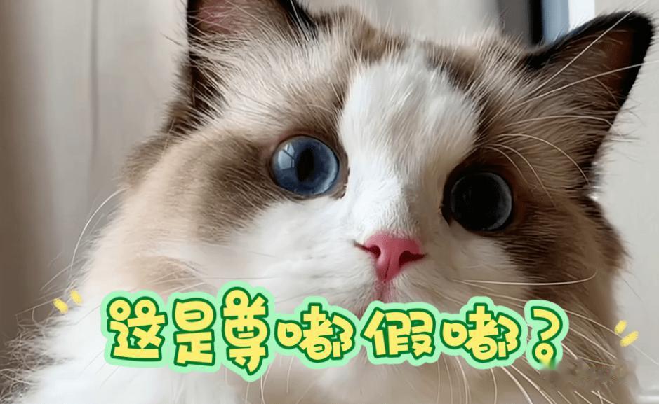 好甜好好嗑！这一对是真的超爱彼此啊……
何猷君和奚梦瑶参加综艺《爱的修学旅行》，