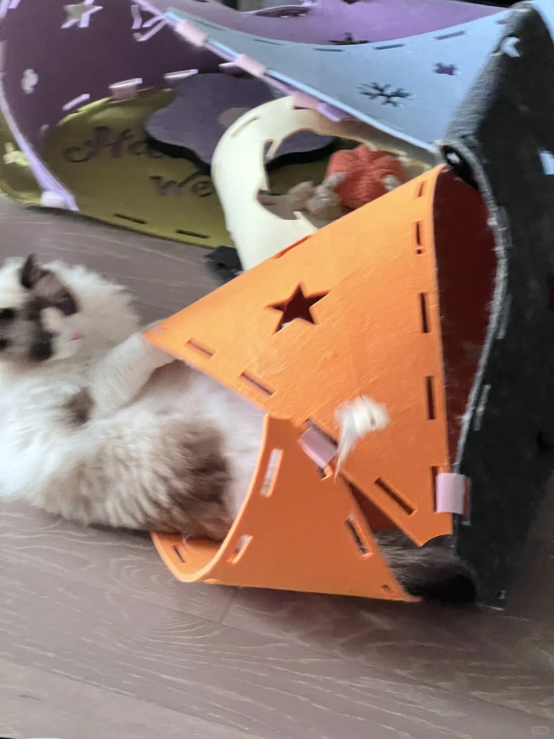 你可以永远相信猫和老鼠