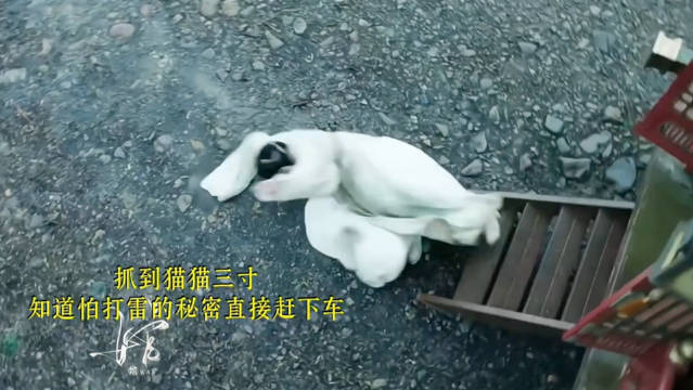 尚二胆子肥嘟嘟的，惹公主生气的下场就是刚挨两巴掌又挨一脚踢下马车，我们暮晚摇可不惯着🤣
#尚公主#