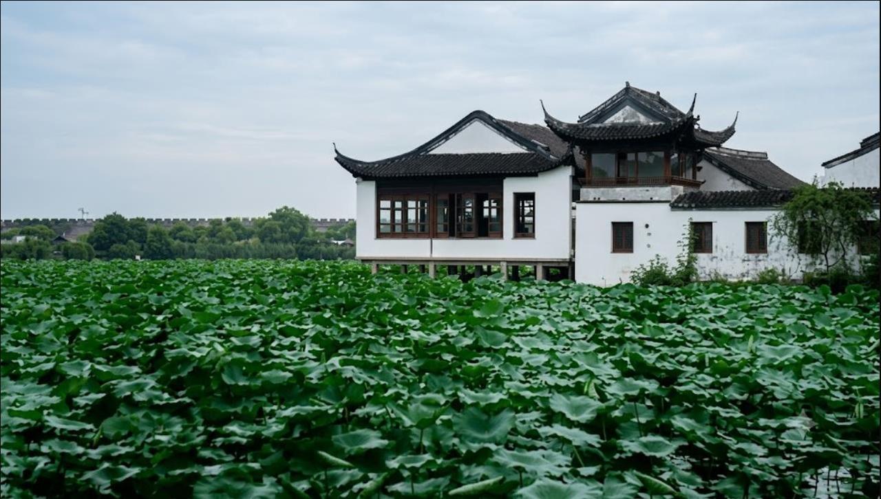 清末民初，南京莫愁湖，湖面被大片荷叶完全覆盖，莲叶层层叠叠铺展至视野尽头，这是盛