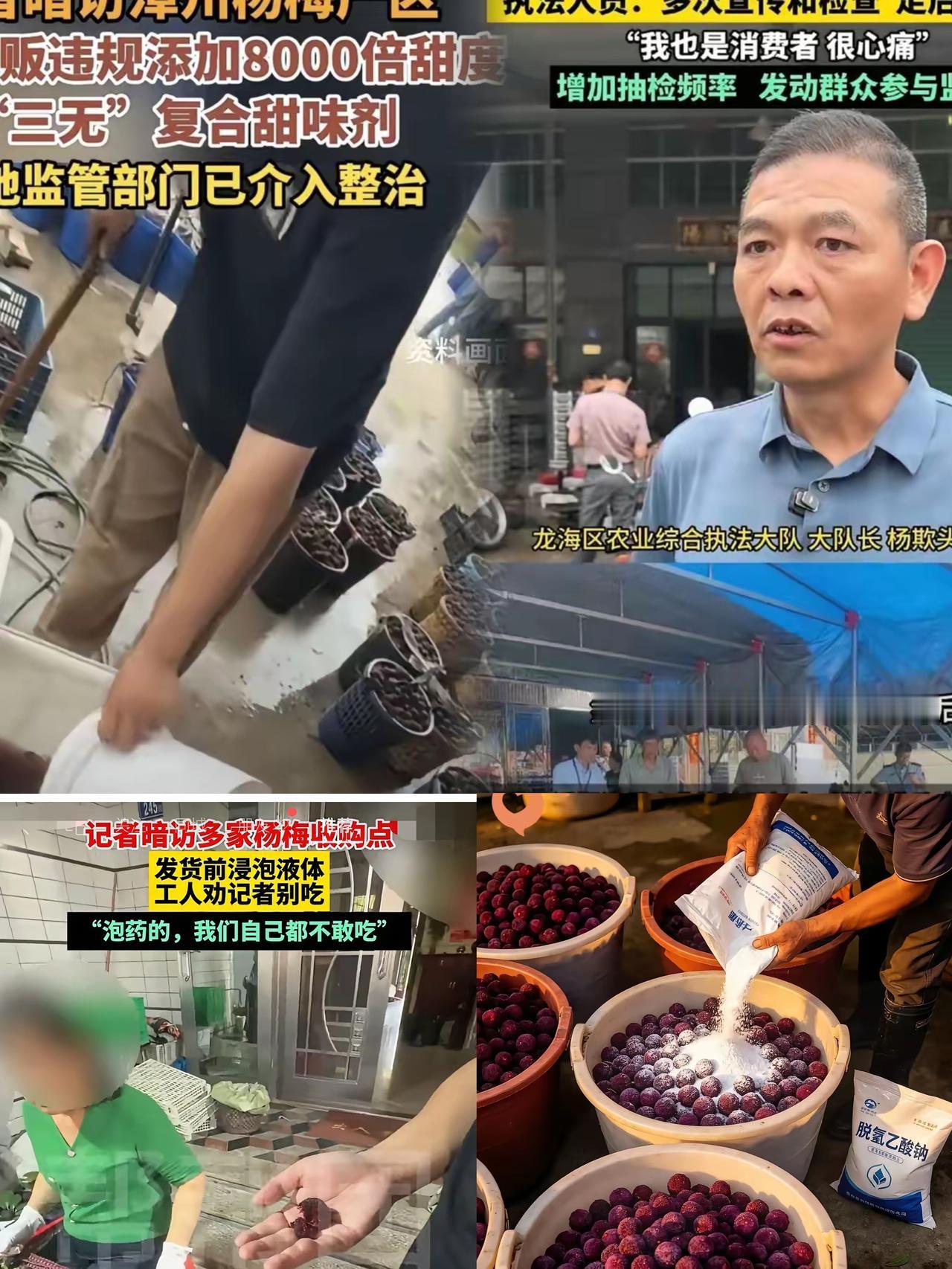 漳州杨梅烂在地里的画面，真的越看越揪心！好好的百年产地招牌，愣是被黑心中间商的歪
