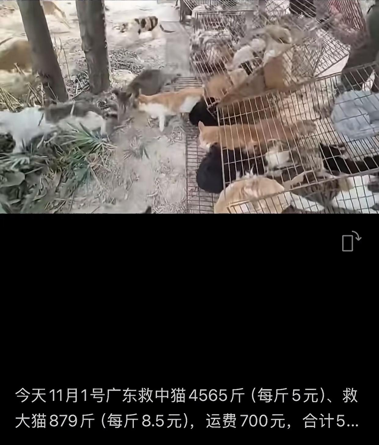 广东水库放生野猫目前已知信息：
主理人不是猫贩子，而是善良的动保人士；
放生地是