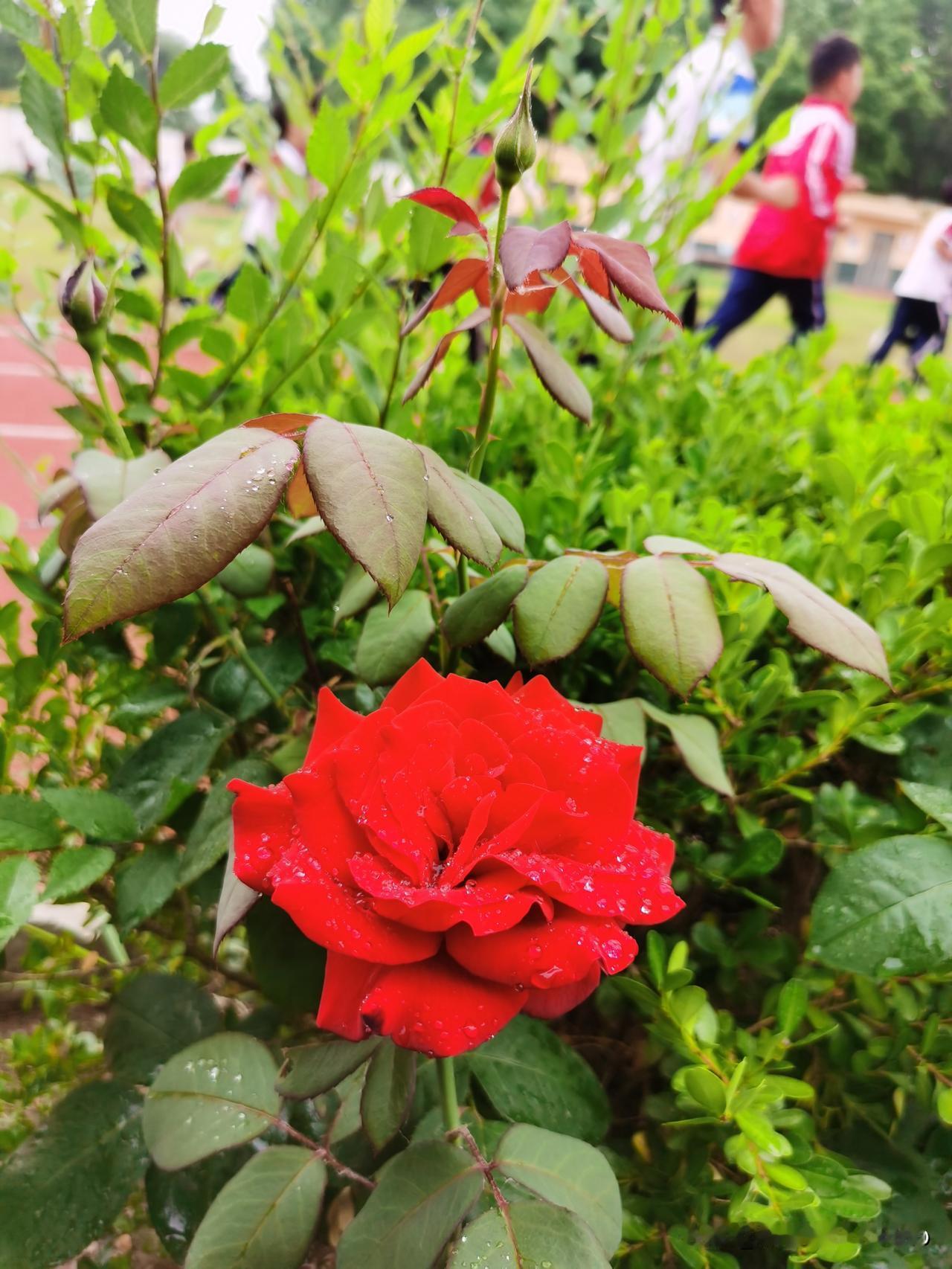 可以看看你拍的月季花吗校园玫瑰花🌹在学校花池里怒放，一场雨撒向花池的深处，干涸