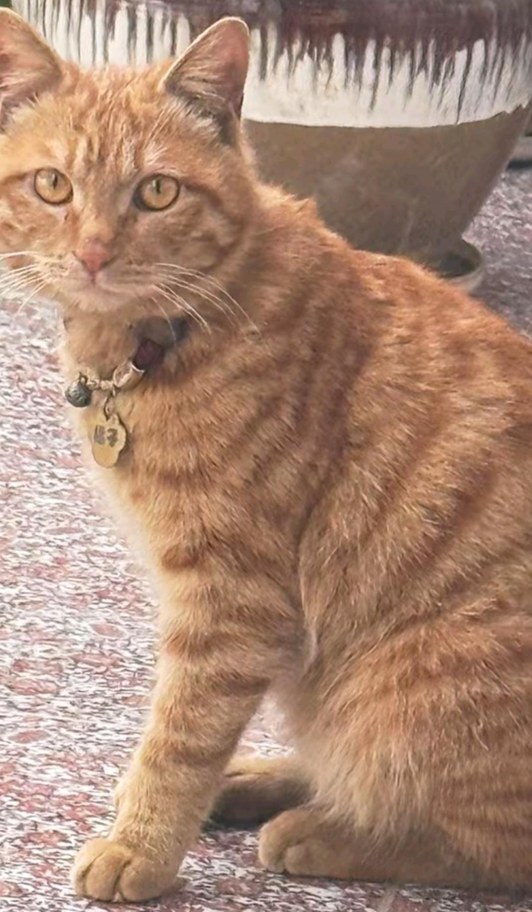 朋友养的猫。就随手拍下来，这只猫咪简直太可爱啦！浑身的毛发雪白雪白的，像一团柔软