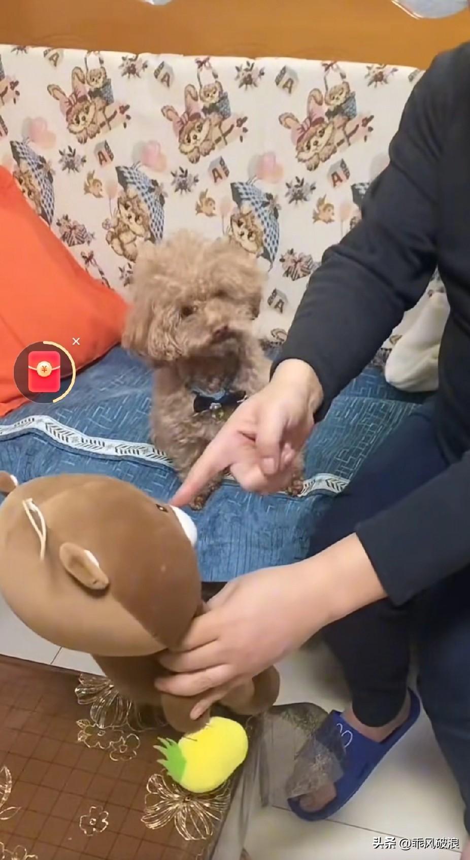泰迪时常调皮捣蛋，挑战规则。今天，主人决定杀鸡儆猴，拿起一个玩具狗，当着泰迪的面