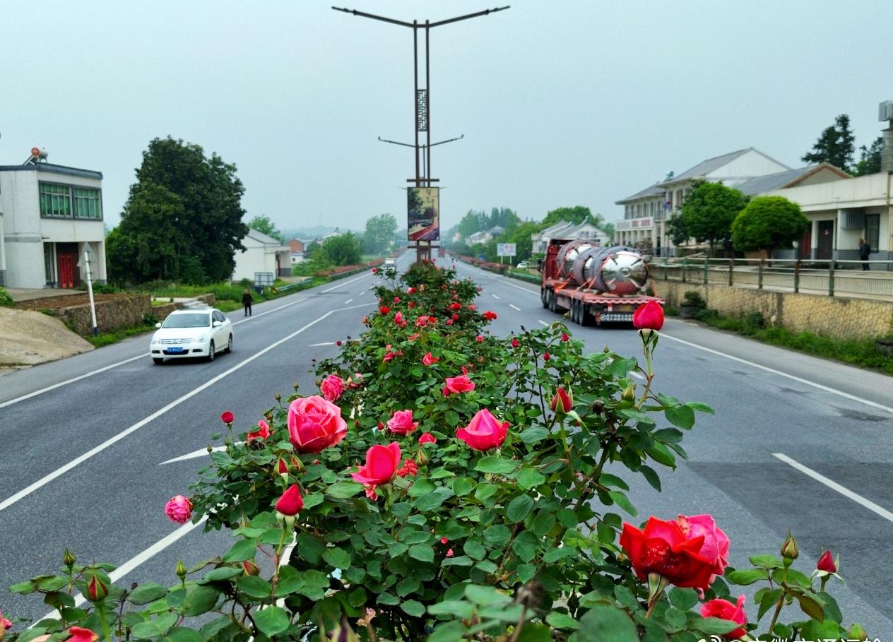 春日超话 【346国道月季盛放 扮靓春日生态景观廊道】4月16日，在安徽省合肥市